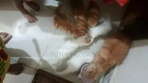 White and Brown Color