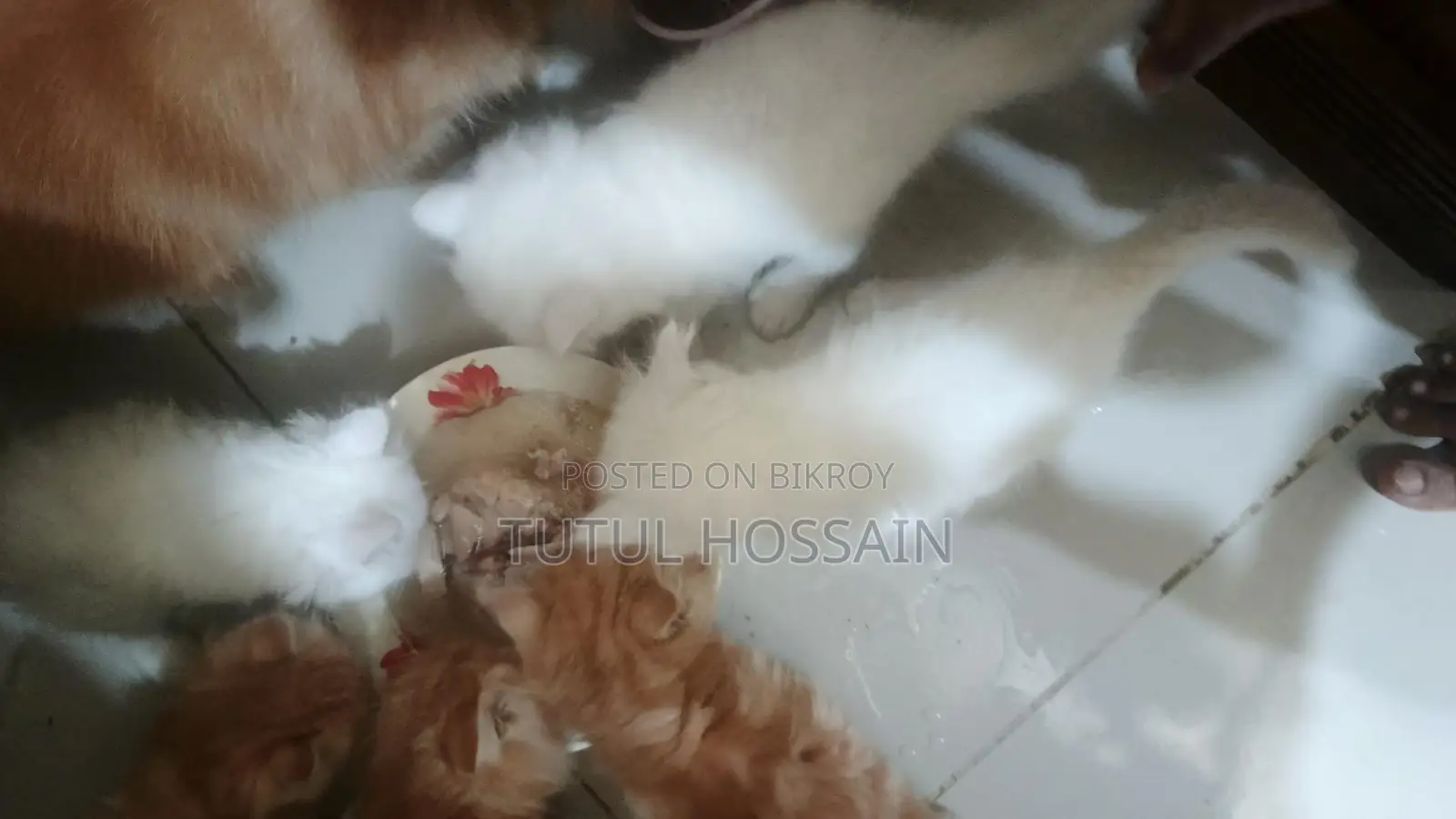 White and Brown Color