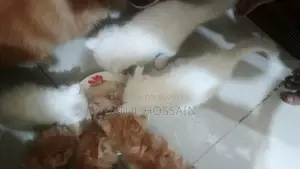 White and Brown Color