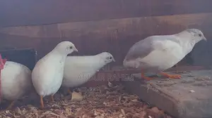Running King Quail