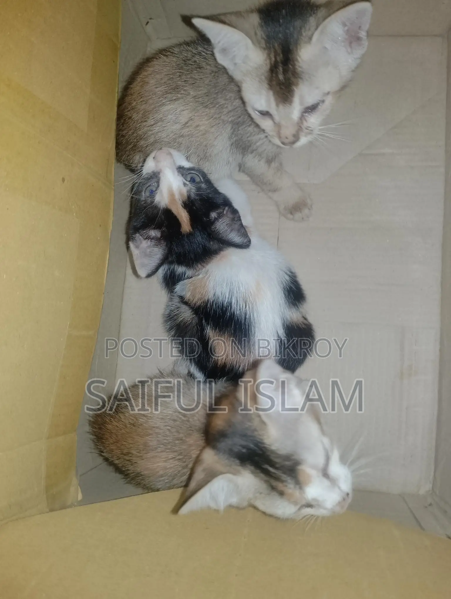 Cat for Adoption