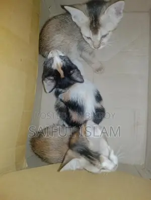 Cat for Adoption