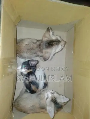 Cat for Adoption