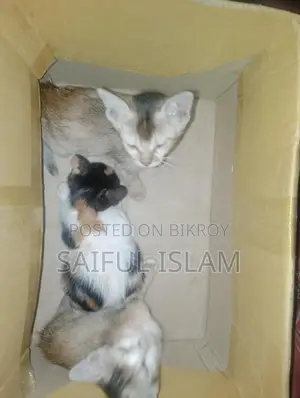 Cat for Adoption