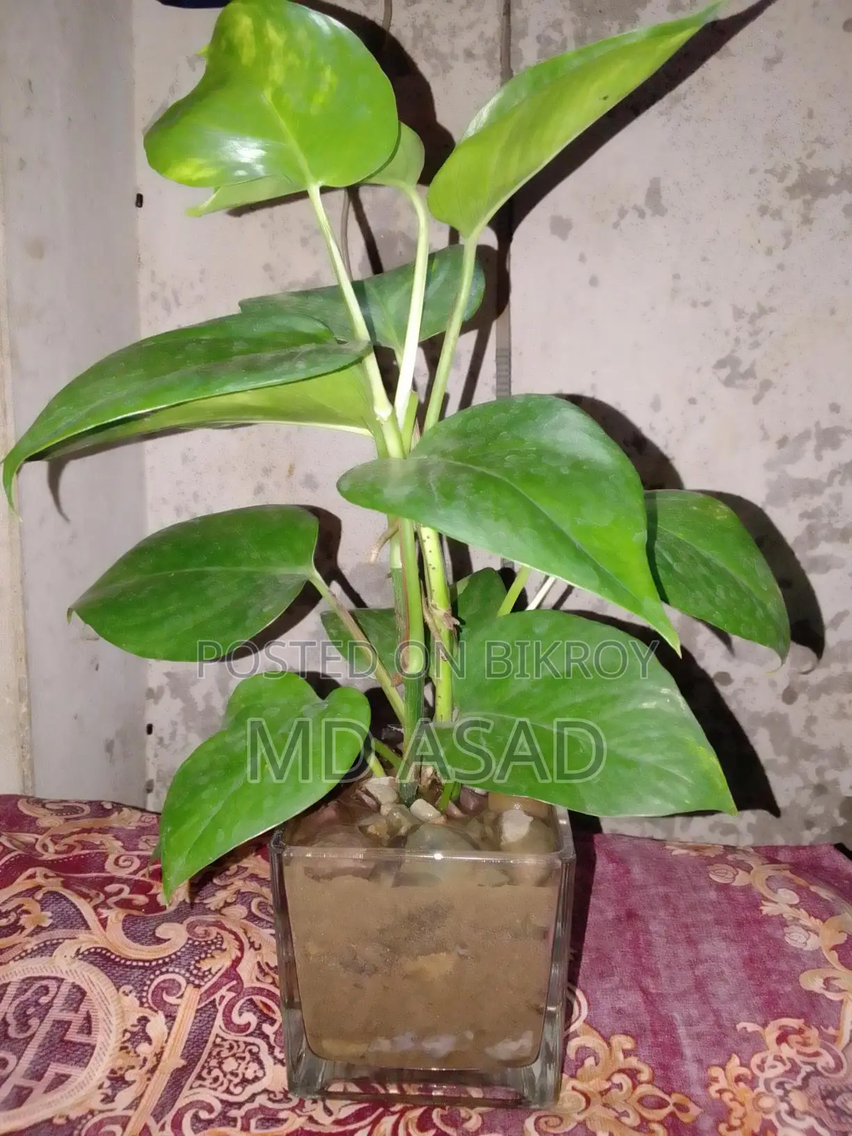 কাচের পাএ সহ মানিপ্লান্ট চারা বিক্রি করা হবে।