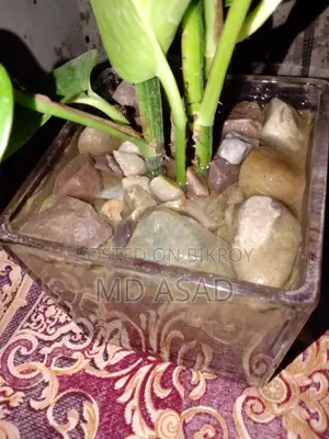 কাচের পাএ সহ মানিপ্লান্ট চারা বিক্রি করা হবে।