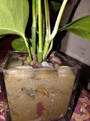 কাচের পাএ সহ মানিপ্লান্ট চারা বিক্রি করা হবে।
