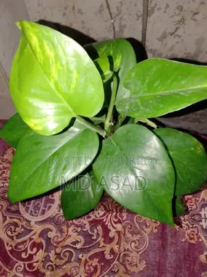 কাচের পাএ সহ মানিপ্লান্ট চারা বিক্রি করা হবে।