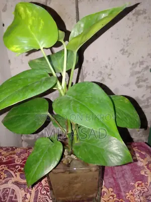 কাচের পাএ সহ মানিপ্লান্ট চারা বিক্রি করা হবে।