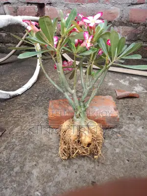 Adonium Plant
