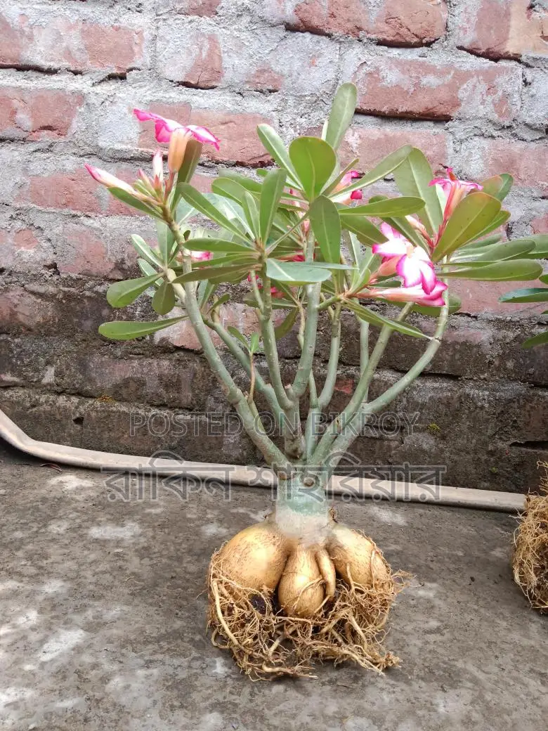 Adonium Plant