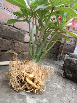 Adonium Plant