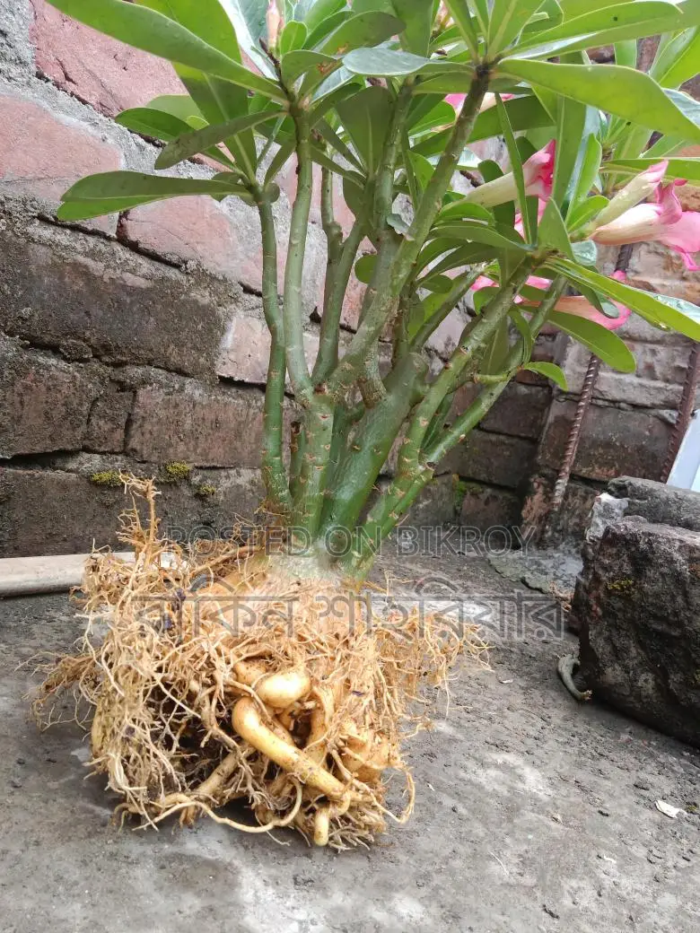 Adonium Plant