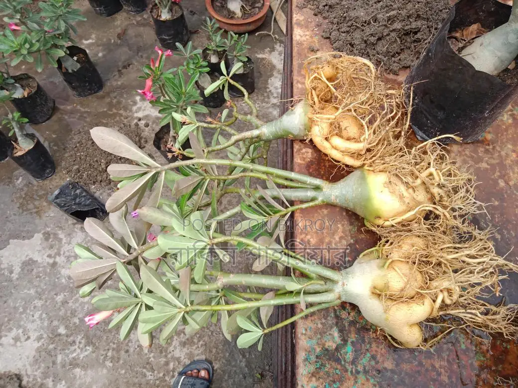 Adonium Plant
