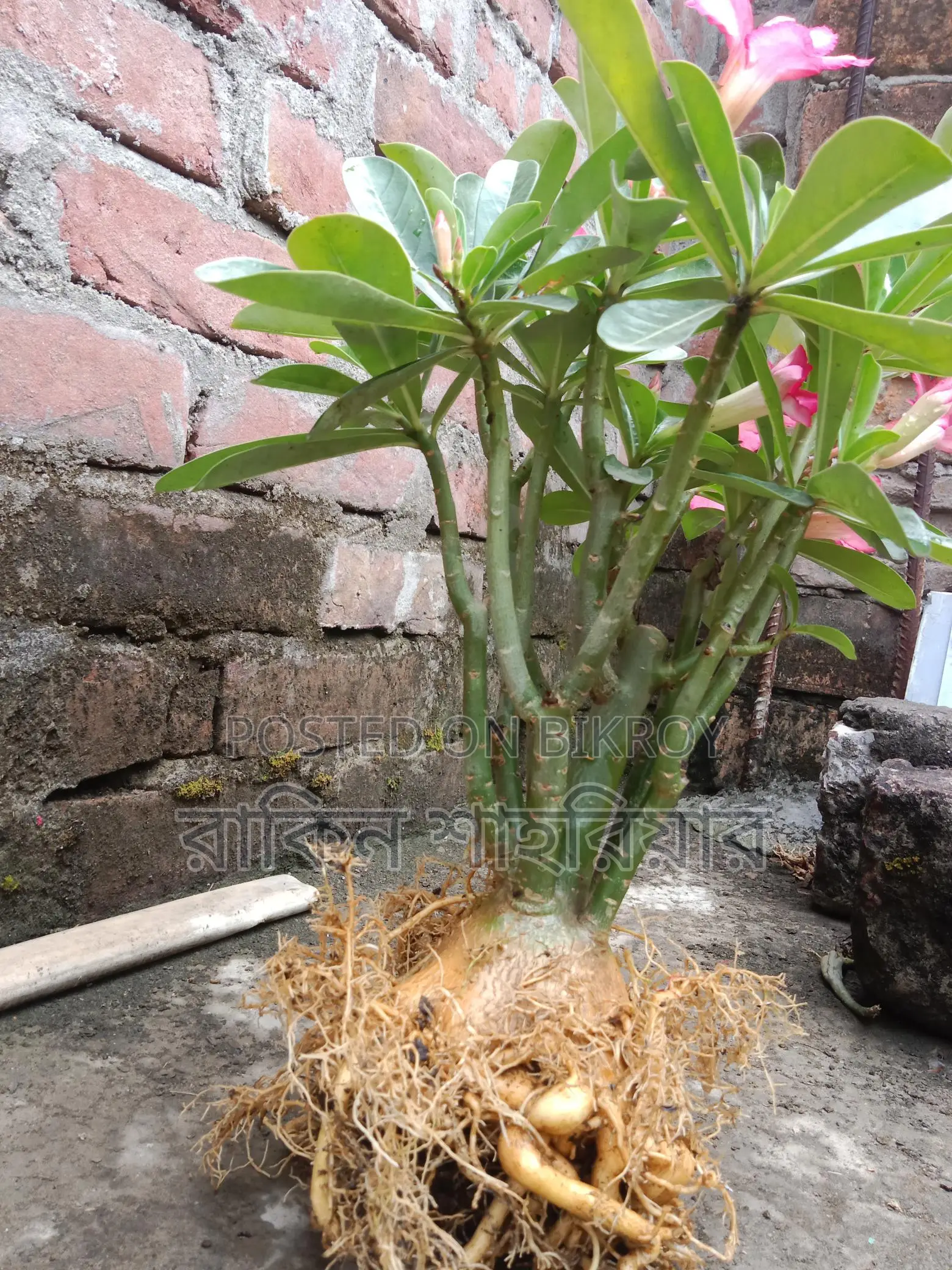 Adonium Plant
