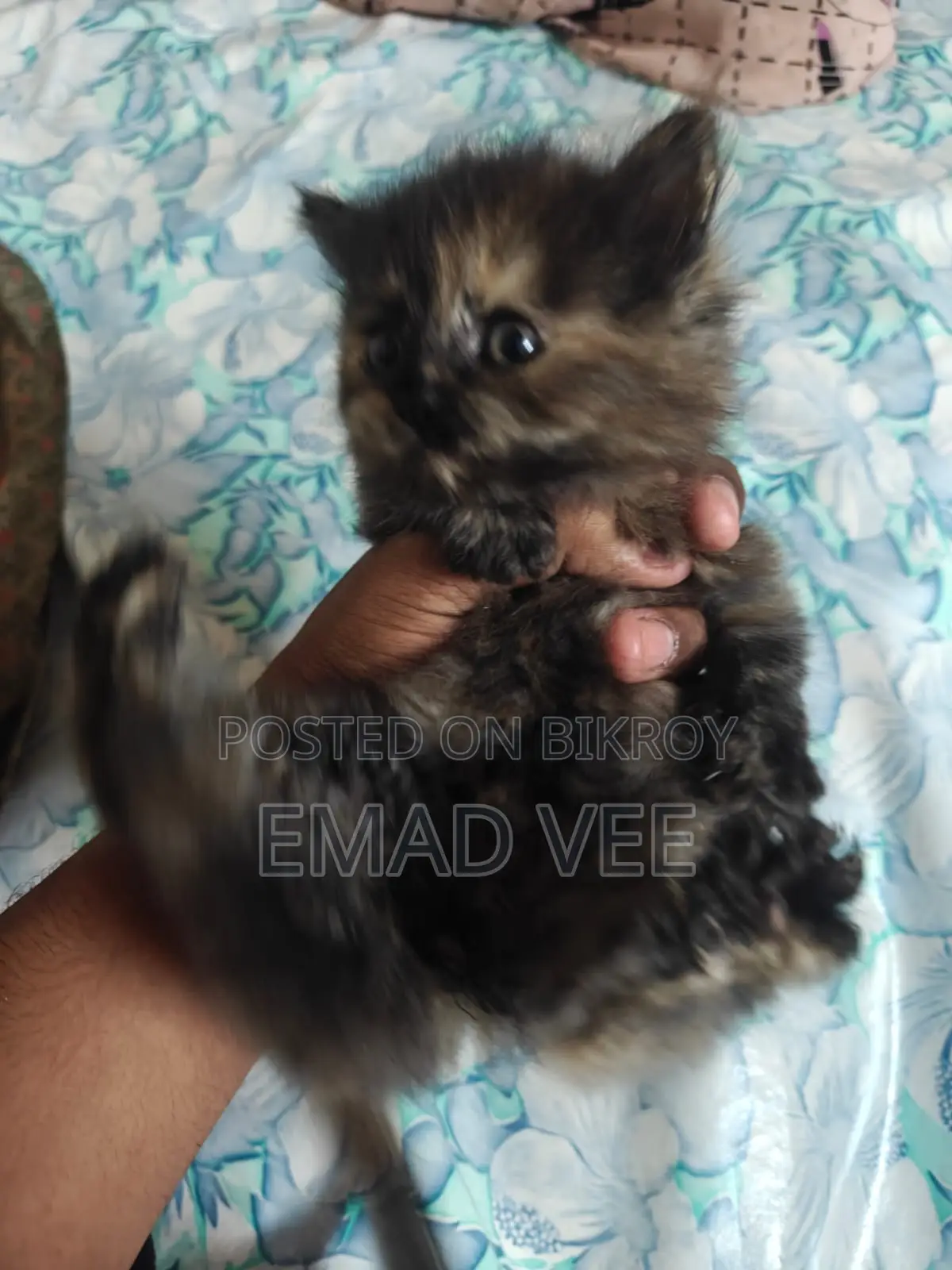 Persian Tabby Cat For Sale