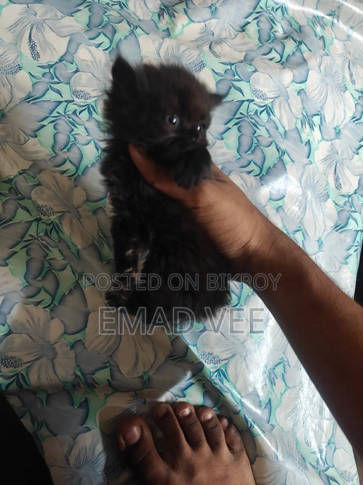 Persian Tabby Cat For Sale