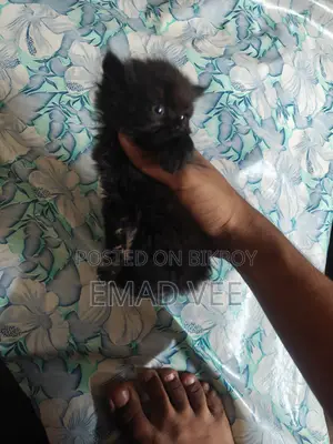 Persian Tabby Cat For Sale