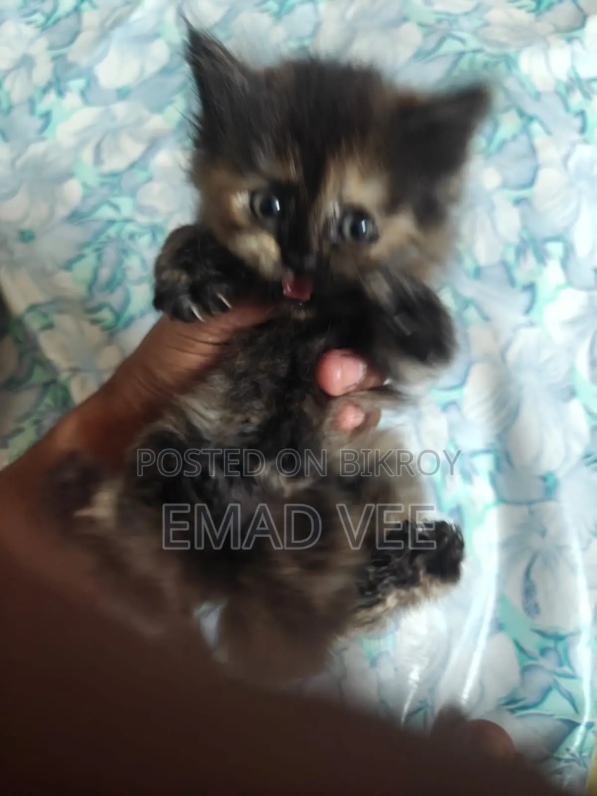Persian Tabby Cat For Sale