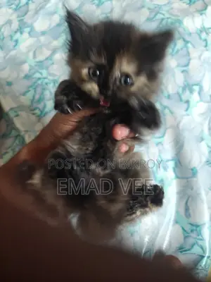 Persian Tabby Cat For Sale