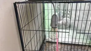 18/24 Size Cage Almost New