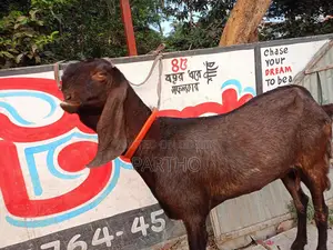 Indian Totapuri Goat