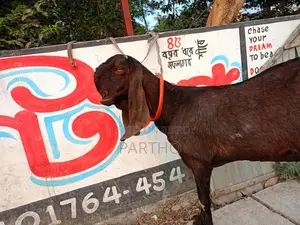 Indian Totapuri Goat