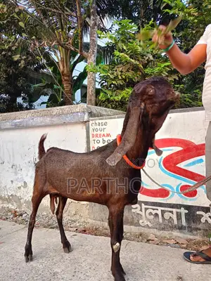 Indian Totapuri Goat