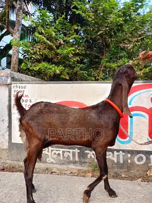 Indian Totapuri Goat