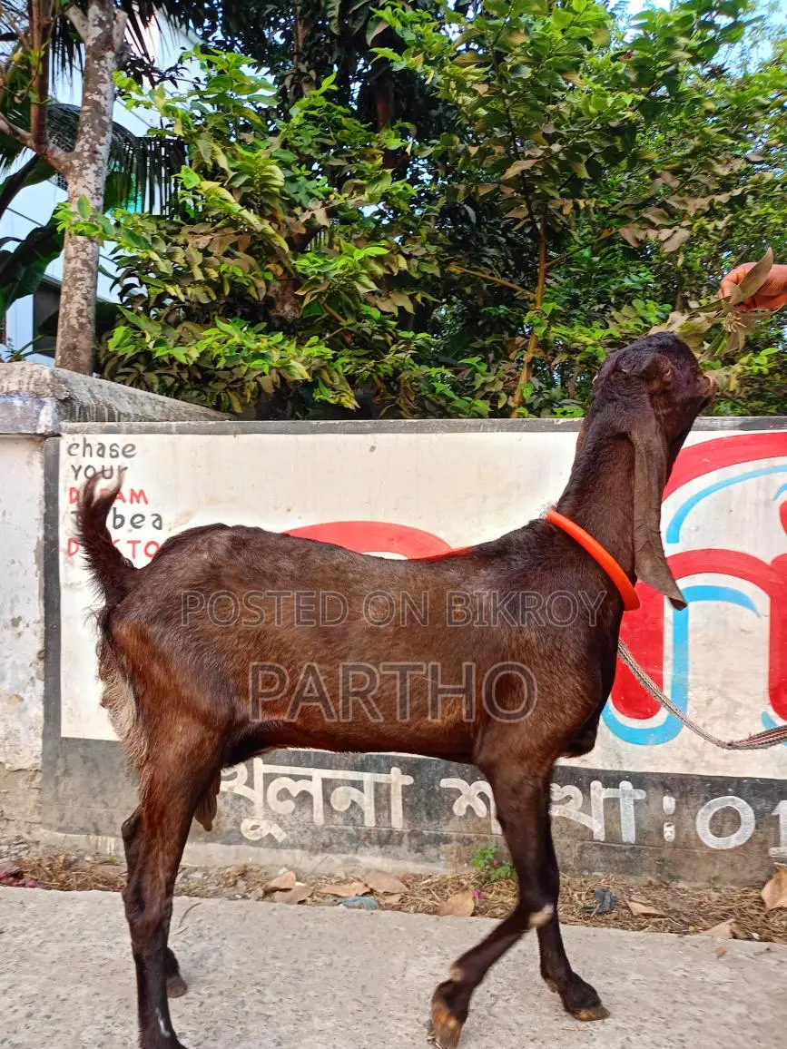 Indian Totapuri Goat