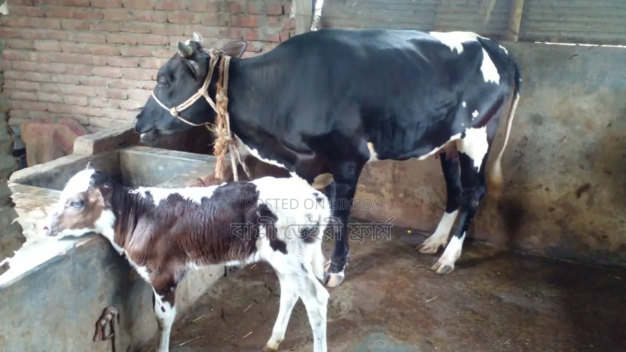 ১১২২ নং গাভী কিনুন ভালো জাতের।
