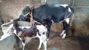 ১১২২ নং গাভী কিনুন ভালো জাতের।