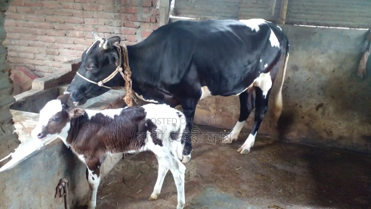 ১১২২ নং গাভী কিনুন ভালো জাতের।