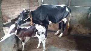 ১১২২ নং গাভী কিনুন ভালো জাতের।