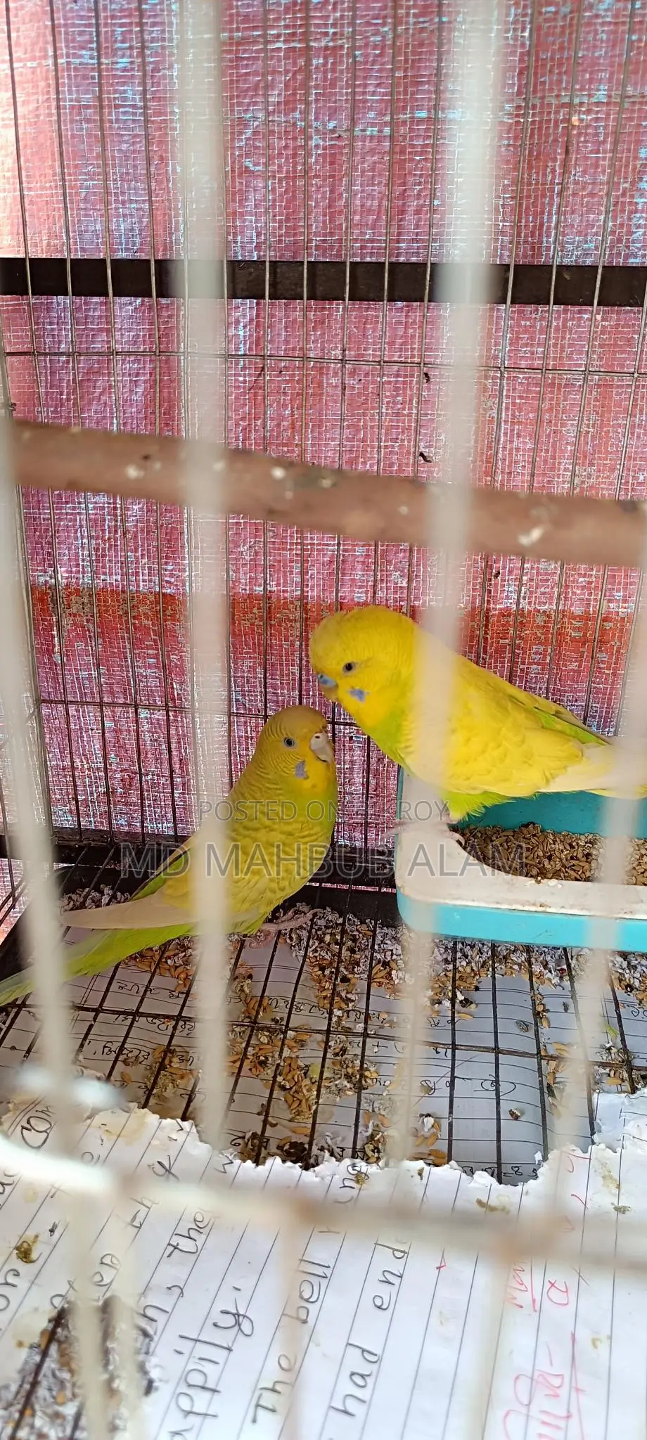 Budgie Birds for Sale