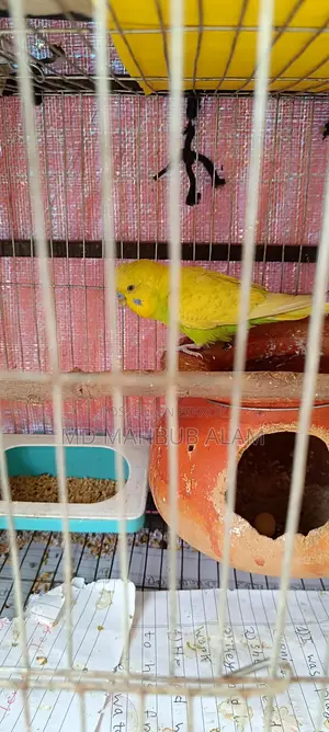 Budgie Birds for Sale