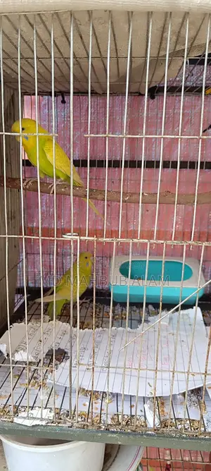 Budgie Birds for Sale