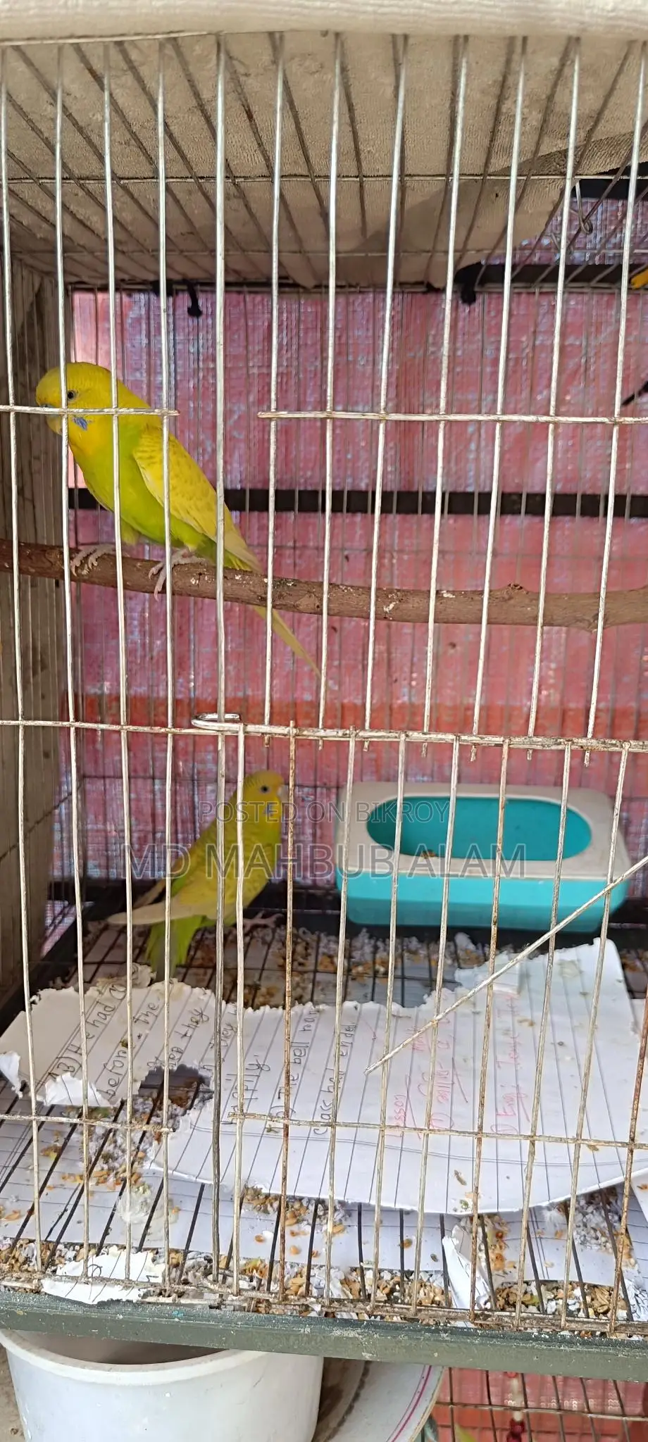 Budgie Birds for Sale