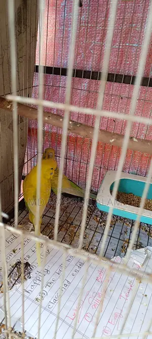 Budgie Birds for Sale