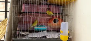 Budgie Birds for Sale