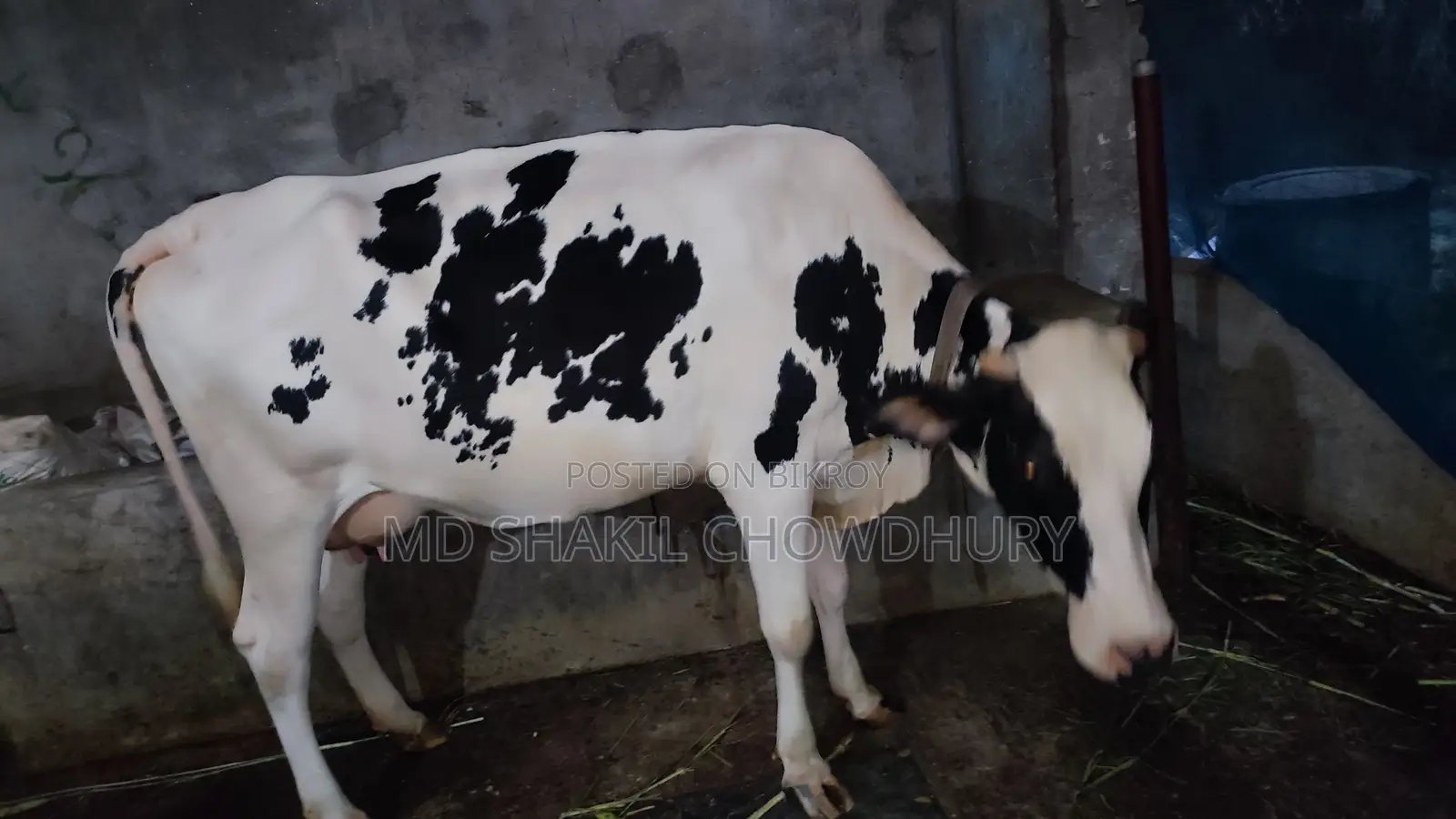 Dairy Cow