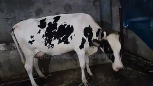 Dairy Cow