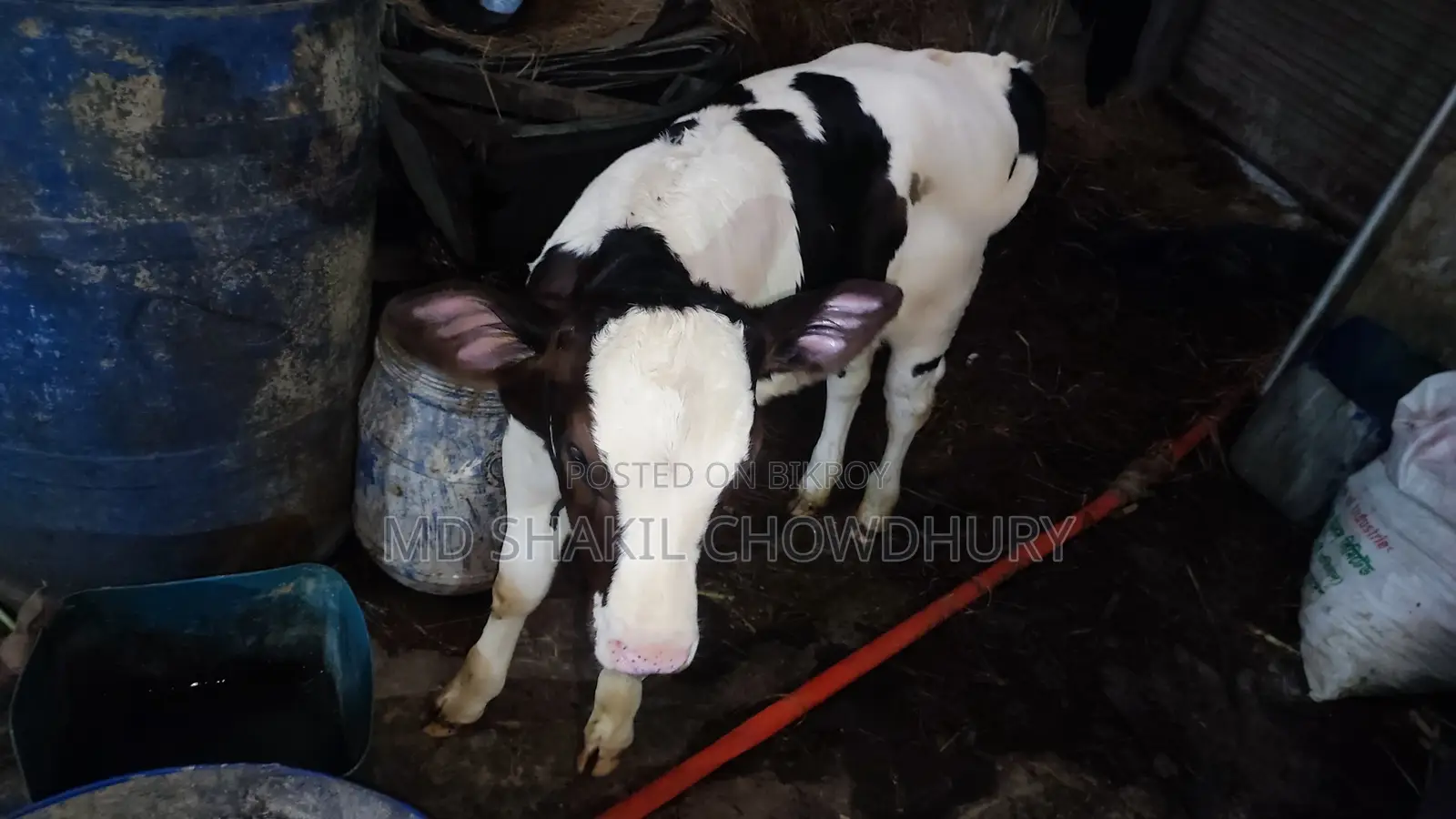 Dairy Cow