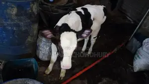 Dairy Cow
