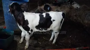 Dairy Cow