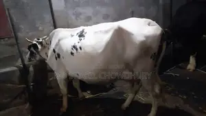 Dairy Cow
