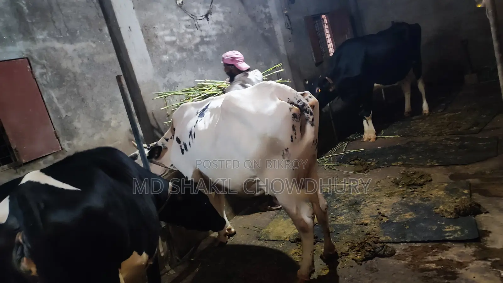 Dairy Cow