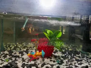 Aquarium Sell