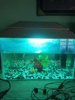 Aquarium for Sale