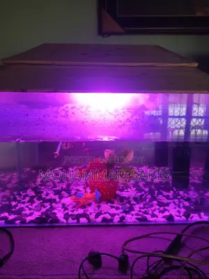 Aquarium for Sale